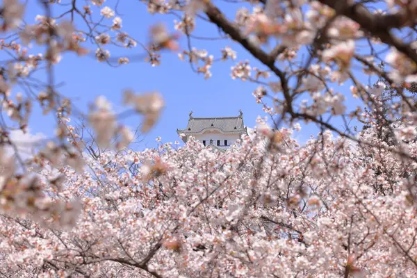Kiraz çiçekleriyle Himeji Kalesi 1333 tarihli Iconic kalesi Honmachi, Himeji, Hyogo, Japonya 