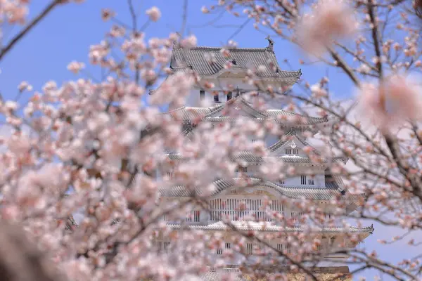 Kiraz çiçekleriyle Himeji Kalesi 1333 tarihli Iconic kalesi Honmachi, Himeji, Hyogo, Japonya 
