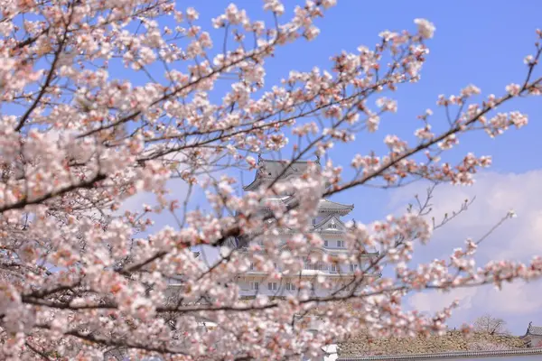Kiraz çiçekleriyle Himeji Kalesi 1333 tarihli Iconic kalesi Honmachi, Himeji, Hyogo, Japonya 