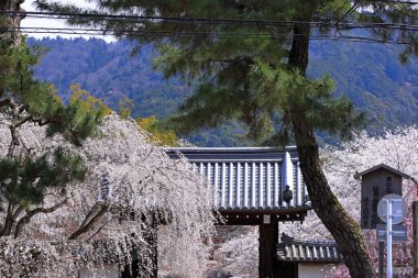 Kiraz çiçekleriyle Daigo-ji Tapınağı, 5 katlı bir Budist tapınağı, Daigohigashiojicho, Fushimi Ward, Kyoto, Japonya 