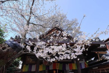 Kiraz çiçekleriyle Daigo-ji Tapınağı, 5 katlı bir Budist tapınağı, Daigohigashiojicho, Fushimi Ward, Kyoto, Japonya 