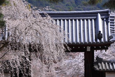 Kiraz çiçekleriyle Daigo-ji Tapınağı, 5 katlı bir Budist tapınağı, Daigohigashiojicho, Fushimi Ward, Kyoto, Japonya 