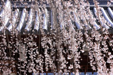 Kiraz çiçekleriyle Daigo-ji Tapınağı, 5 katlı bir Budist tapınağı, Daigohigashiojicho, Fushimi Ward, Kyoto, Japonya 