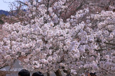 Kiraz çiçekleriyle Daigo-ji Tapınağı, 5 katlı bir Budist tapınağı, Daigohigashiojicho, Fushimi Ward, Kyoto, Japonya 