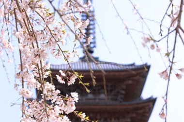 Kiraz çiçekleriyle Daigo-ji Tapınağı, 5 katlı bir Budist tapınağı, Daigohigashiojicho, Fushimi Ward, Kyoto, Japonya 