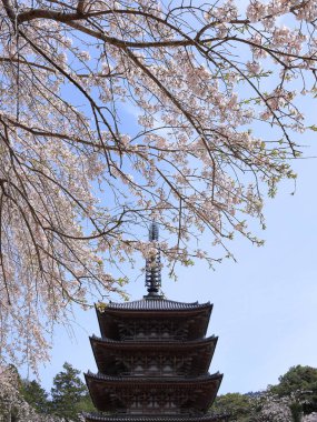 Kiraz çiçekleriyle Daigo-ji Tapınağı, 5 katlı bir Budist tapınağı, Daigohigashiojicho, Fushimi Ward, Kyoto, Japonya 