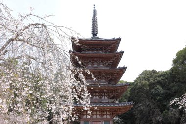 Kiraz çiçekleriyle Daigo-ji Tapınağı, 5 katlı bir Budist tapınağı, Daigohigashiojicho, Fushimi Ward, Kyoto, Japonya 
