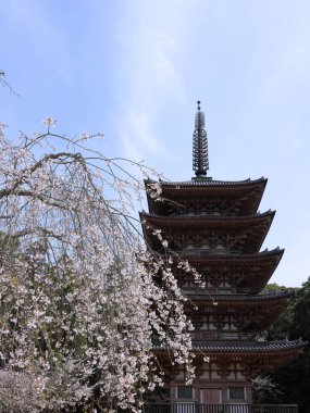 Kiraz çiçekleriyle Daigo-ji Tapınağı, 5 katlı bir Budist tapınağı, Daigohigashiojicho, Fushimi Ward, Kyoto, Japonya 