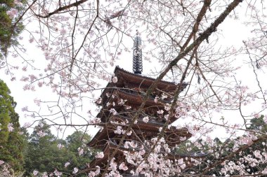 Kiraz çiçekleriyle Daigo-ji Tapınağı, 5 katlı bir Budist tapınağı, Daigohigashiojicho, Fushimi Ward, Kyoto, Japonya 