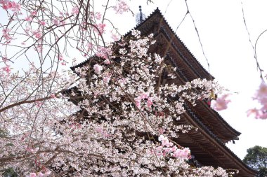 Kiraz çiçekleriyle Daigo-ji Tapınağı, 5 katlı bir Budist tapınağı, Daigohigashiojicho, Fushimi Ward, Kyoto, Japonya 