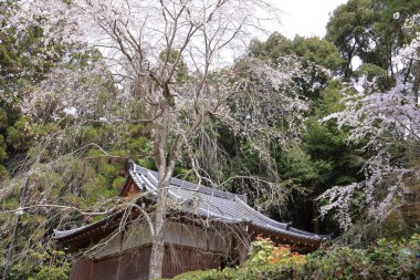 Kiraz çiçekleriyle Daigo-ji Tapınağı, 5 katlı bir Budist tapınağı, Daigohigashiojicho, Fushimi Ward, Kyoto, Japonya 