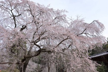 Kiraz çiçekleriyle Daigo-ji Tapınağı, 5 katlı bir Budist tapınağı, Daigohigashiojicho, Fushimi Ward, Kyoto, Japonya 