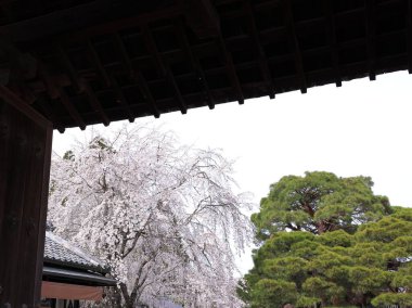 Kiraz çiçekleriyle Daigo-ji Tapınağı, 5 katlı bir Budist tapınağı, Daigohigashiojicho, Fushimi Ward, Kyoto, Japonya 