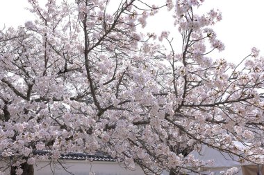 Kiraz çiçekleriyle Daigo-ji Tapınağı, 5 katlı bir Budist tapınağı, Daigohigashiojicho, Fushimi Ward, Kyoto, Japonya 