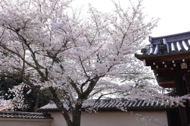 Kiraz çiçekleriyle Daigo-ji Tapınağı, 5 katlı bir Budist tapınağı, Daigohigashiojicho, Fushimi Ward, Kyoto, Japonya 