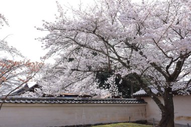 Kiraz çiçekleriyle Daigo-ji Tapınağı, 5 katlı bir Budist tapınağı, Daigohigashiojicho, Fushimi Ward, Kyoto, Japonya 