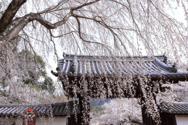 Kiraz çiçekleriyle Daigo-ji Tapınağı, 5 katlı bir Budist tapınağı, Daigohigashiojicho, Fushimi Ward, Kyoto, Japonya 
