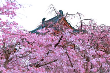 Okazaki Nishitennocho, Sakyo Ward, Kyoto, Japonya 'daki Heian Tapınağı, Shinto tapınağı ve peyzaj bahçeleri.