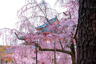 Okazaki Nishitennocho, Sakyo Ward, Kyoto, Japonya 'daki Heian Tapınağı, Shinto tapınağı ve peyzaj bahçeleri.