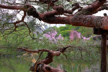 Okazaki Nishitennocho, Sakyo Ward, Kyoto, Japonya 'daki Heian Tapınağı, Shinto tapınağı ve peyzaj bahçeleri.