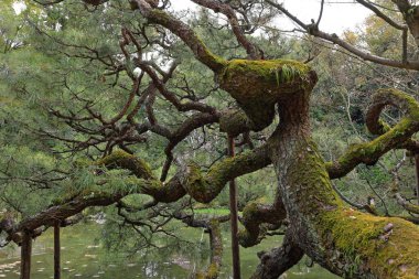 Okazaki Nishitennocho, Sakyo Ward, Kyoto, Japonya 'daki Heian Tapınağı, Shinto tapınağı ve peyzaj bahçeleri.