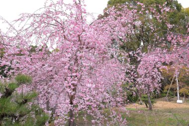 Okazaki Nishitennocho, Sakyo Ward, Kyoto, Japonya 'daki Heian Tapınağı, Shinto tapınağı ve peyzaj bahçeleri.