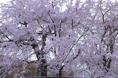 Japonya, Kyoto 'daki Yasaka Tapınağı yakınlarında kiraz çiçekli Maruyama Parkı