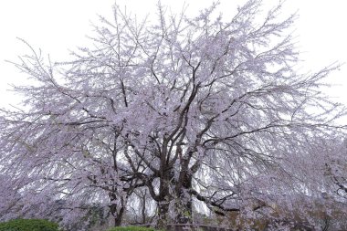 Japonya, Kyoto 'daki Yasaka Tapınağı yakınlarında kiraz çiçekli Maruyama Parkı