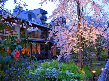 Kyoto, Japonya 'da kiraz çiçekli Gion Shirakawa Kanalı 