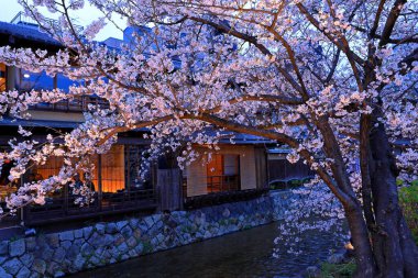 Kyoto, Japonya 'da kiraz çiçekli Gion Shirakawa Kanalı 