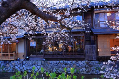 Kyoto, Japonya 'da kiraz çiçekli Gion Shirakawa Kanalı 