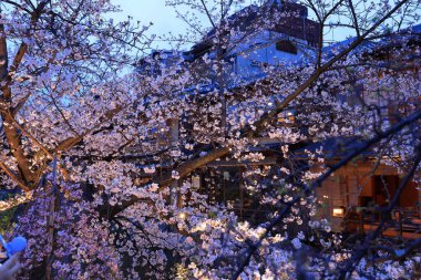 Kyoto, Japonya 'da kiraz çiçekli Gion Shirakawa Kanalı 