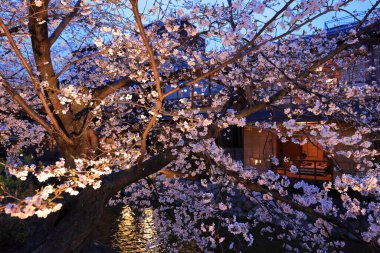 Kyoto, Japonya 'da kiraz çiçekli Gion Shirakawa Kanalı 