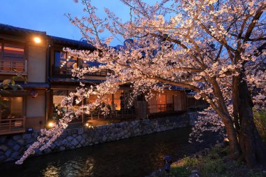 Kyoto, Japonya 'da kiraz çiçekli Gion Shirakawa Kanalı 