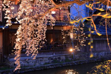 Kyoto, Japonya 'da kiraz çiçekli Gion Shirakawa Kanalı 