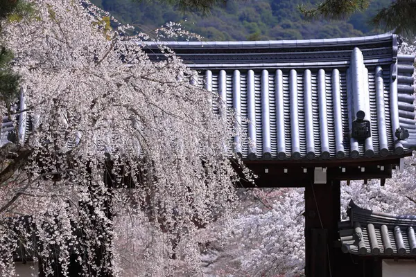 Kiraz çiçekleriyle Daigo-ji Tapınağı, 5 katlı bir Budist tapınağı, Daigohigashiojicho, Fushimi Ward, Kyoto, Japonya 