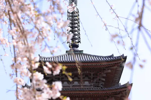 Kiraz çiçekleriyle Daigo-ji Tapınağı, 5 katlı bir Budist tapınağı, Daigohigashiojicho, Fushimi Ward, Kyoto, Japonya 