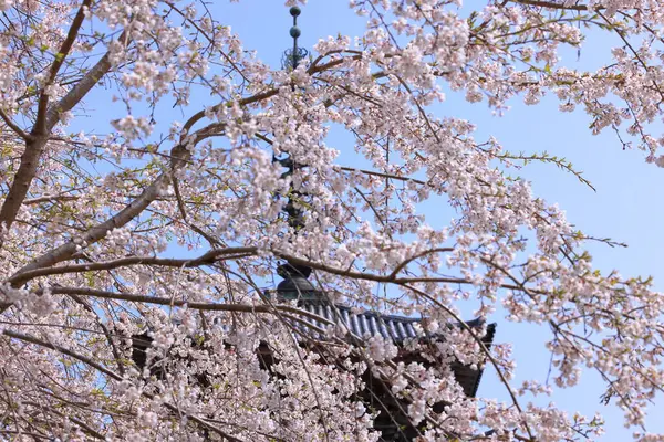 Kiraz çiçekleriyle Daigo-ji Tapınağı, 5 katlı bir Budist tapınağı, Daigohigashiojicho, Fushimi Ward, Kyoto, Japonya 