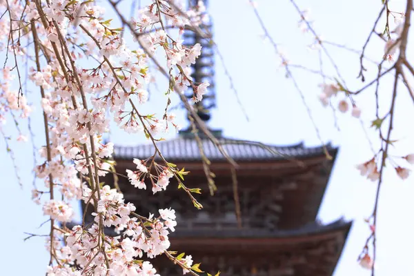 Kiraz çiçekleriyle Daigo-ji Tapınağı, 5 katlı bir Budist tapınağı, Daigohigashiojicho, Fushimi Ward, Kyoto, Japonya 