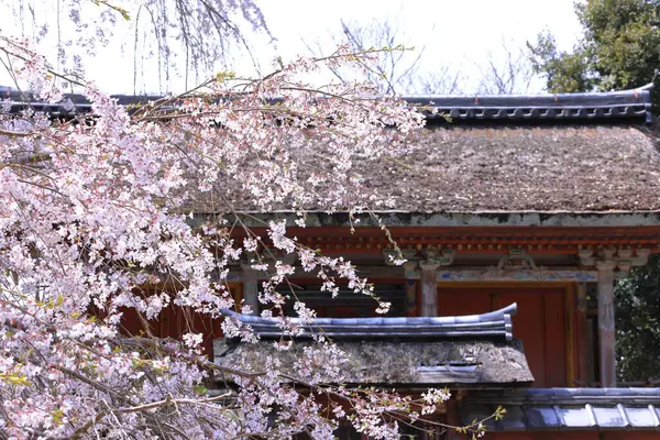 Kiraz çiçekleriyle Daigo-ji Tapınağı, 5 katlı bir Budist tapınağı, Daigohigashiojicho, Fushimi Ward, Kyoto, Japonya 