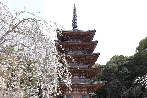 Kiraz çiçekleriyle Daigo-ji Tapınağı, 5 katlı bir Budist tapınağı, Daigohigashiojicho, Fushimi Ward, Kyoto, Japonya 