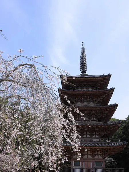 Kiraz çiçekleriyle Daigo-ji Tapınağı, 5 katlı bir Budist tapınağı, Daigohigashiojicho, Fushimi Ward, Kyoto, Japonya 