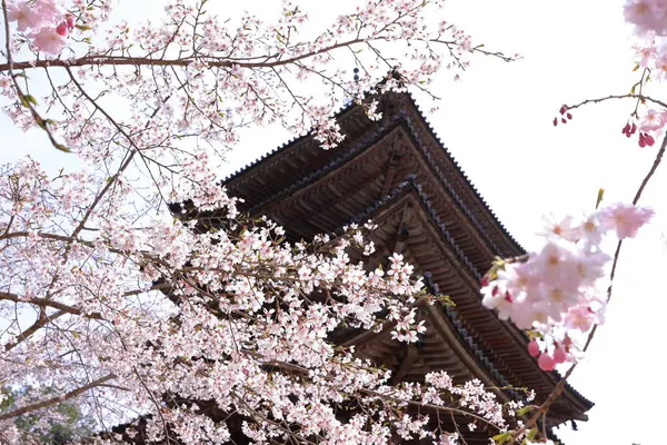 Kiraz çiçekleriyle Daigo-ji Tapınağı, 5 katlı bir Budist tapınağı, Daigohigashiojicho, Fushimi Ward, Kyoto, Japonya 