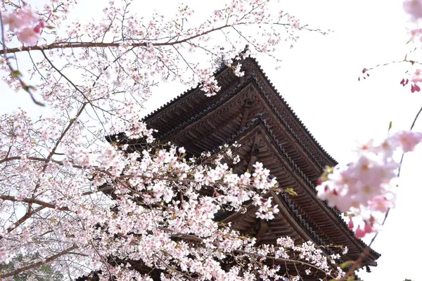 Kiraz çiçekleriyle Daigo-ji Tapınağı, 5 katlı bir Budist tapınağı, Daigohigashiojicho, Fushimi Ward, Kyoto, Japonya 