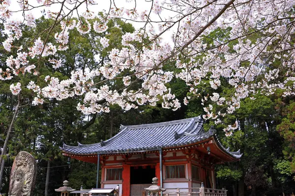 Kiraz çiçekleriyle Daigo-ji Tapınağı, 5 katlı bir Budist tapınağı, Daigohigashiojicho, Fushimi Ward, Kyoto, Japonya 