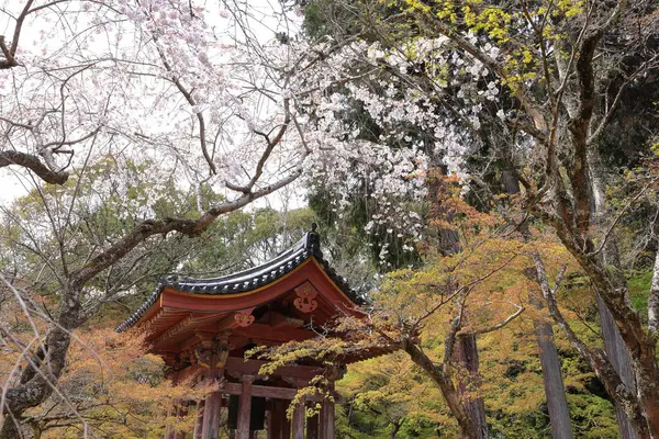 Kiraz çiçekleriyle Daigo-ji Tapınağı, 5 katlı bir Budist tapınağı, Daigohigashiojicho, Fushimi Ward, Kyoto, Japonya 