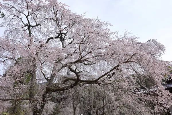 Kiraz çiçekleriyle Daigo-ji Tapınağı, 5 katlı bir Budist tapınağı, Daigohigashiojicho, Fushimi Ward, Kyoto, Japonya 