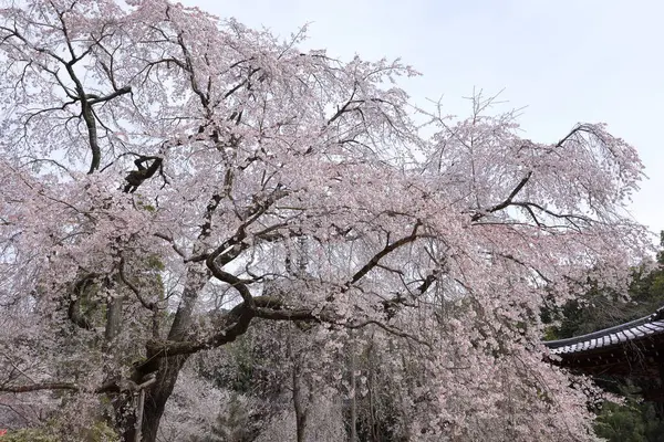 Kiraz çiçekleriyle Daigo-ji Tapınağı, 5 katlı bir Budist tapınağı, Daigohigashiojicho, Fushimi Ward, Kyoto, Japonya 