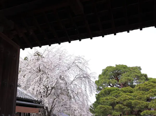 Kiraz çiçekleriyle Daigo-ji Tapınağı, 5 katlı bir Budist tapınağı, Daigohigashiojicho, Fushimi Ward, Kyoto, Japonya 