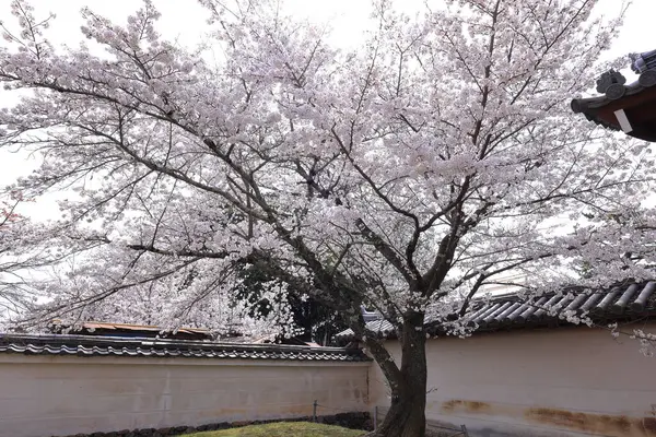 Kiraz çiçekleriyle Daigo-ji Tapınağı, 5 katlı bir Budist tapınağı, Daigohigashiojicho, Fushimi Ward, Kyoto, Japonya 